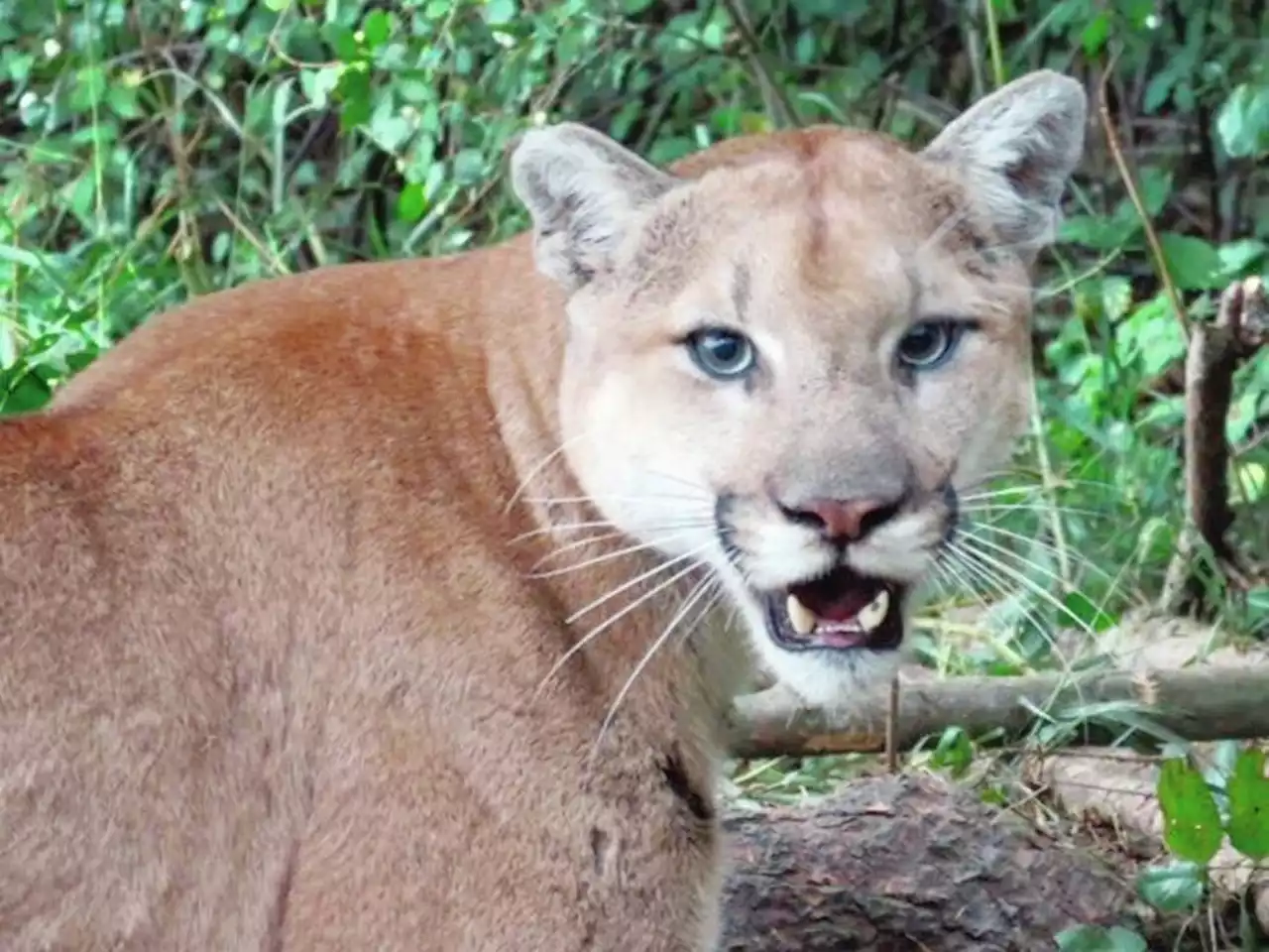 Warning issued after cougar seen near Thetis Lake park, Langford elementary school