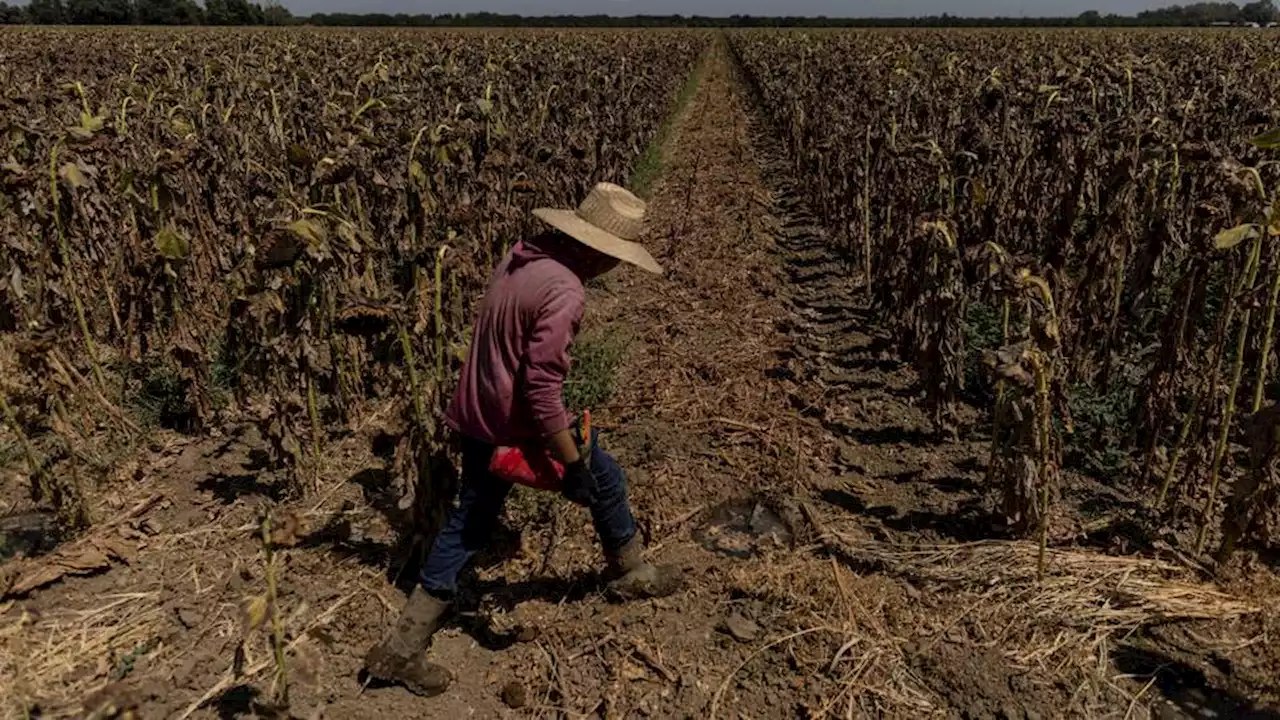 'People are dying': Climate crisis puts over a billion workers at risk