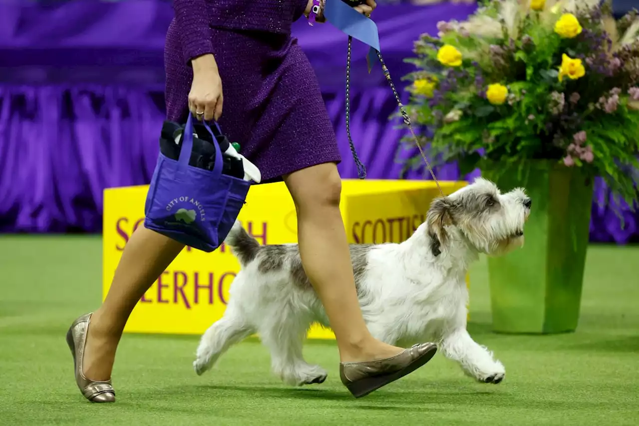 Westminster live updates: Buddy Holly, a petit basset griffon Vendeén, named Best in Show