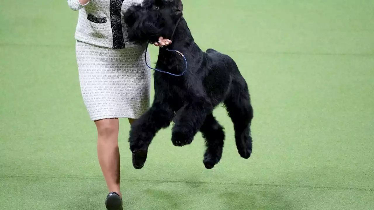 Petit basset griffon Vendéen wins Westminster dog show