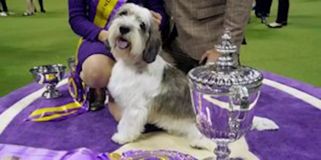 Westminster Dog Show 2023: A Petit Basset Griffon Vendéen Is Best in Show