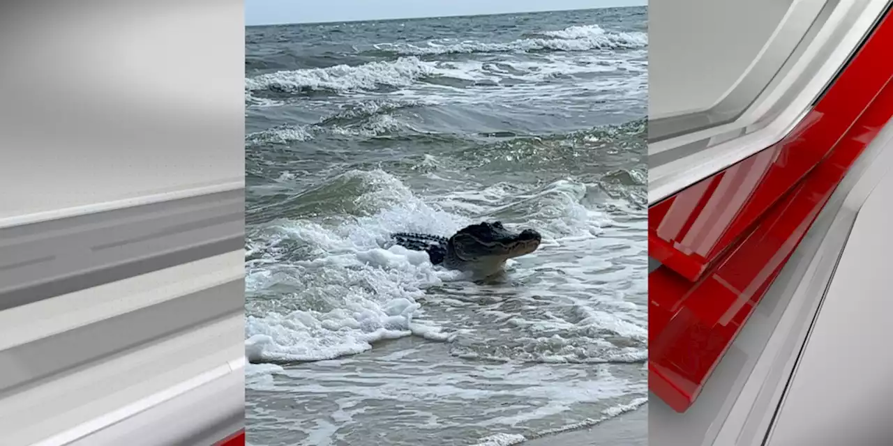 Massive alligator spotted on Dauphin Island beach