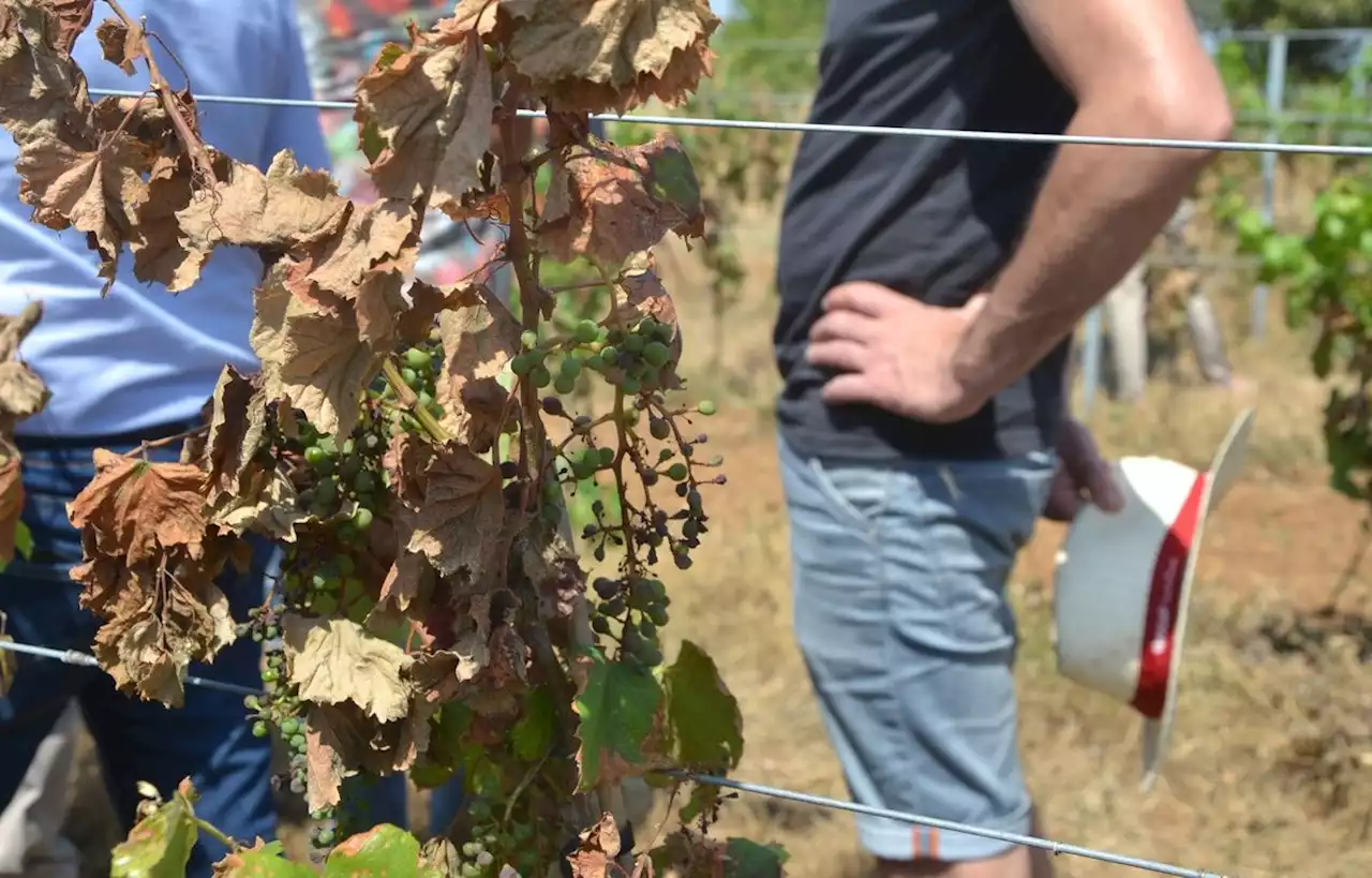 307 communes de l’Hérault en calamité agricole en raison de la sécheresse