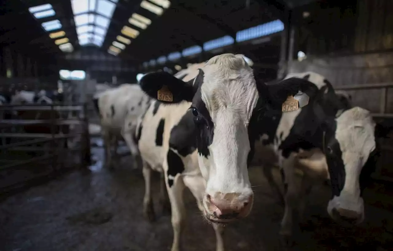 Des refuges pour les animaux de ferme maltraités, une bonne idée ?