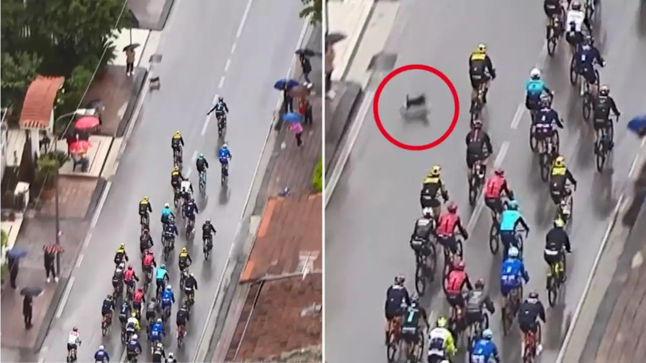 Frightening moment loose dog causes cycling mayhem