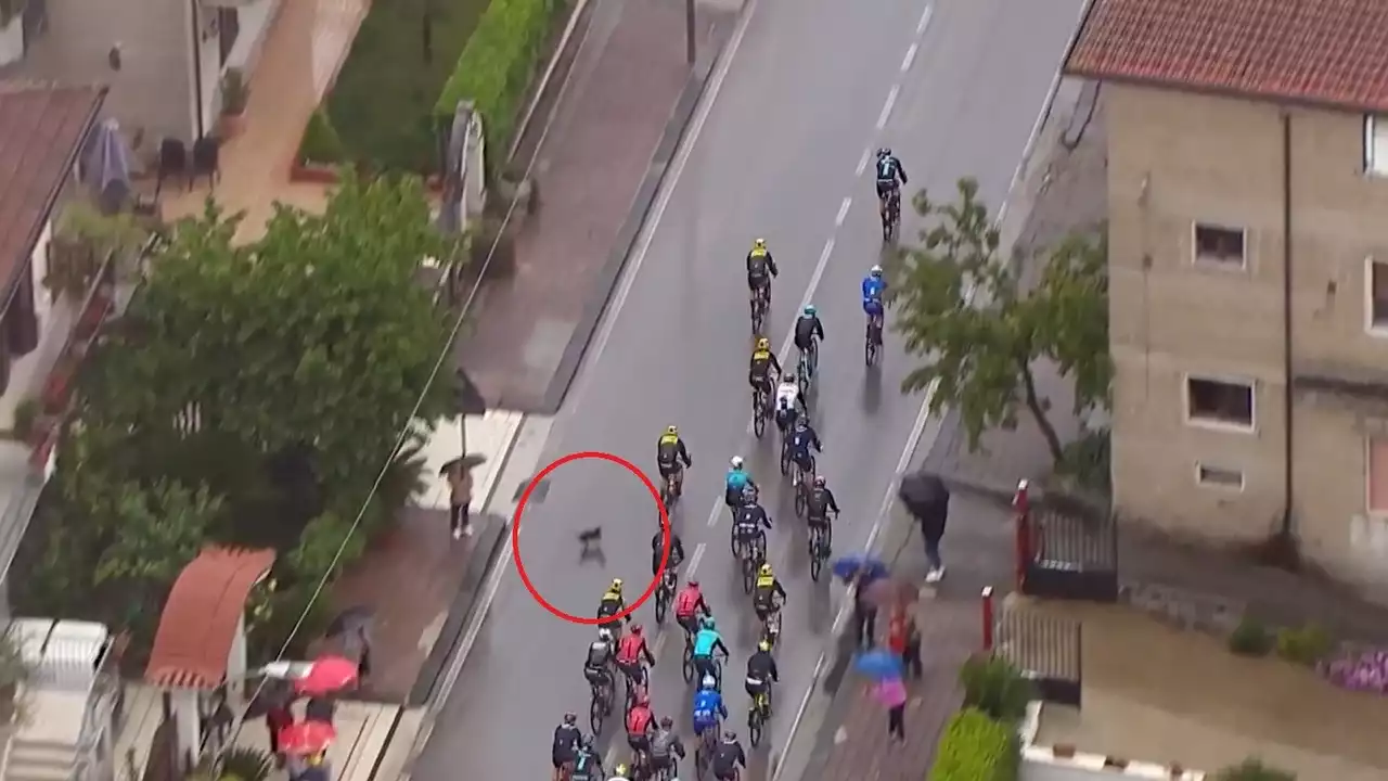 Un perro provoca la caída de Remco Evenepoel en el Giro de Italia