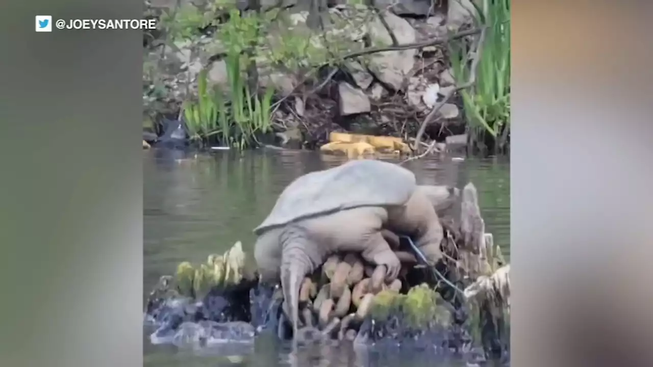 Giant snapping turtle dubbed 'Chonkasaurus' spotted basking on Chicago River