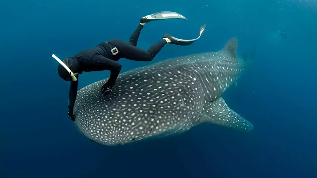 Tim Winton picked parasites off whale shark's mouth, but that's not what 'terrified' him