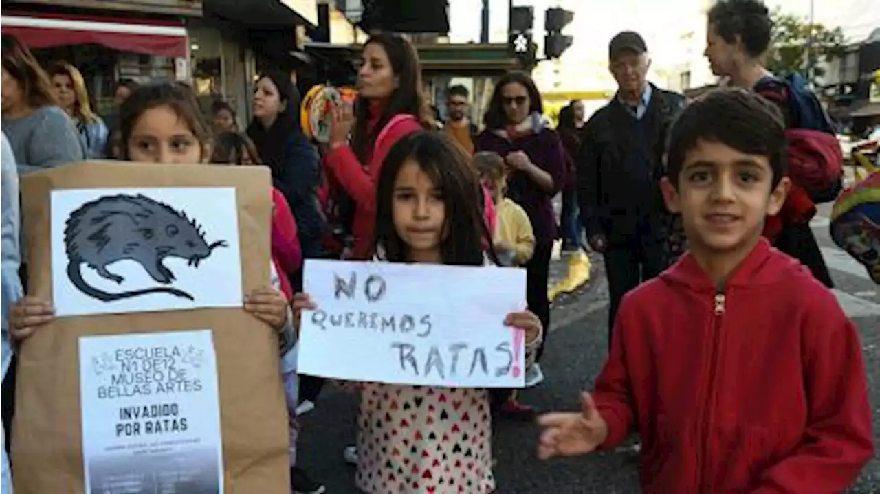 Hay al menos 34 escuelas porteñas afectadas por la presencia de ratas