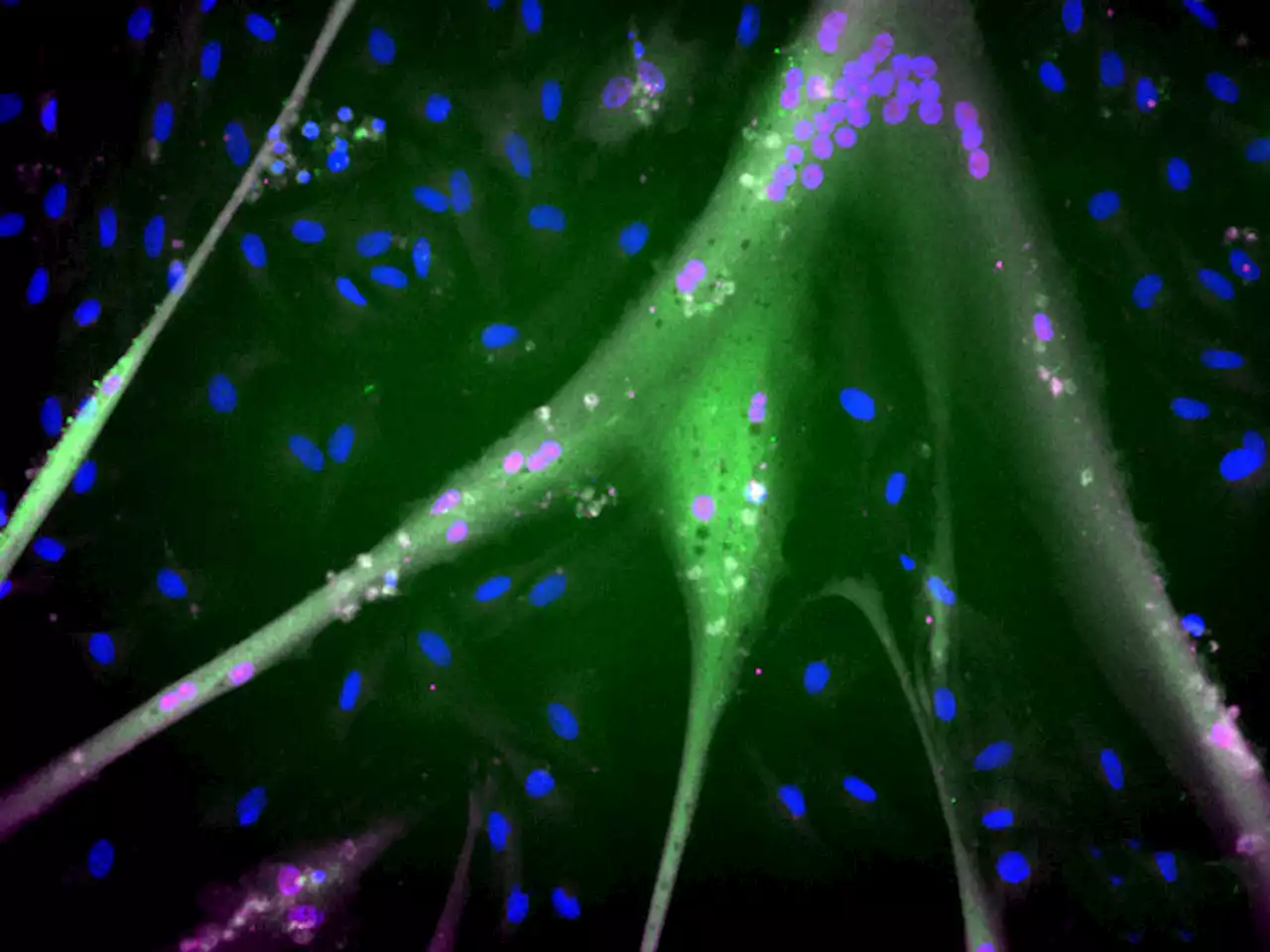 La carne coltivata mette il turbo con le staminali immortali - Scienza & Tecnica