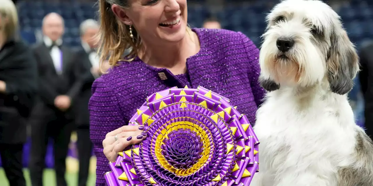 Petit basset griffon Vendéen wins Westminster dog show in first for breed