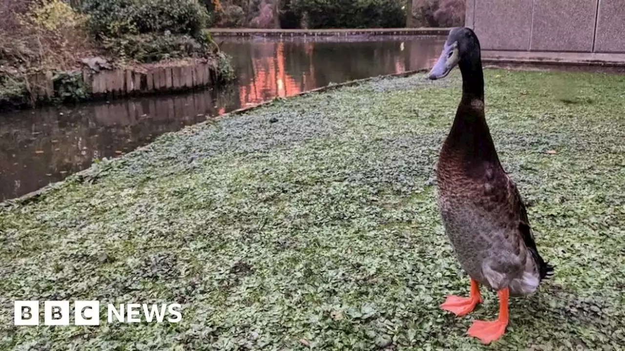 Long Boi: Missing University of York duck presumed dead