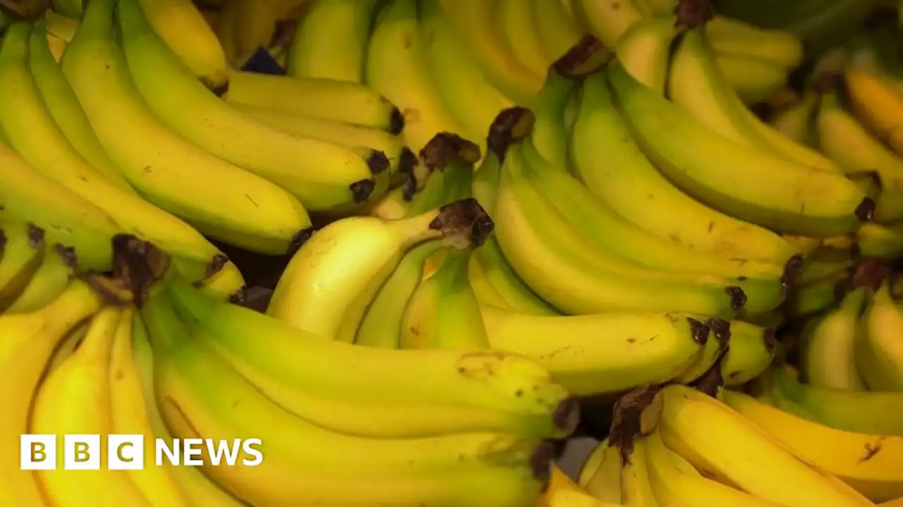 Man denies smuggling £200m of cocaine in bananas through Portsmouth