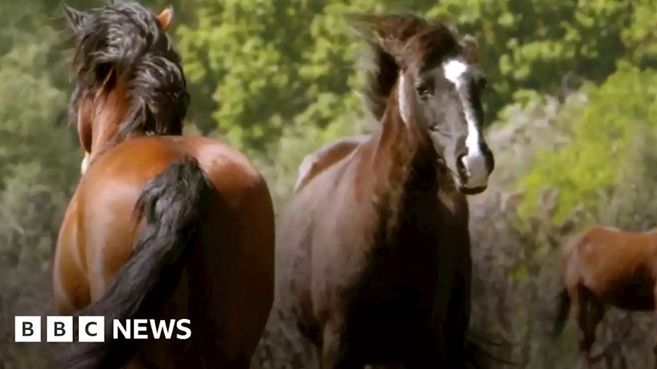 New Forest: Stallions released to help preserve pony bloodlines