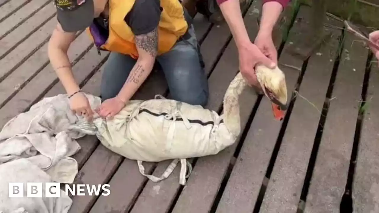 Police investigate after swan shot in head in Pershore