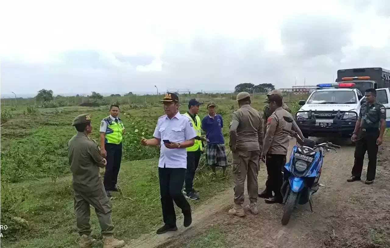 Demi Keselamatan, Angkasa Pura I Tertibkan Hewan Ternak di Area Bandara Lombok