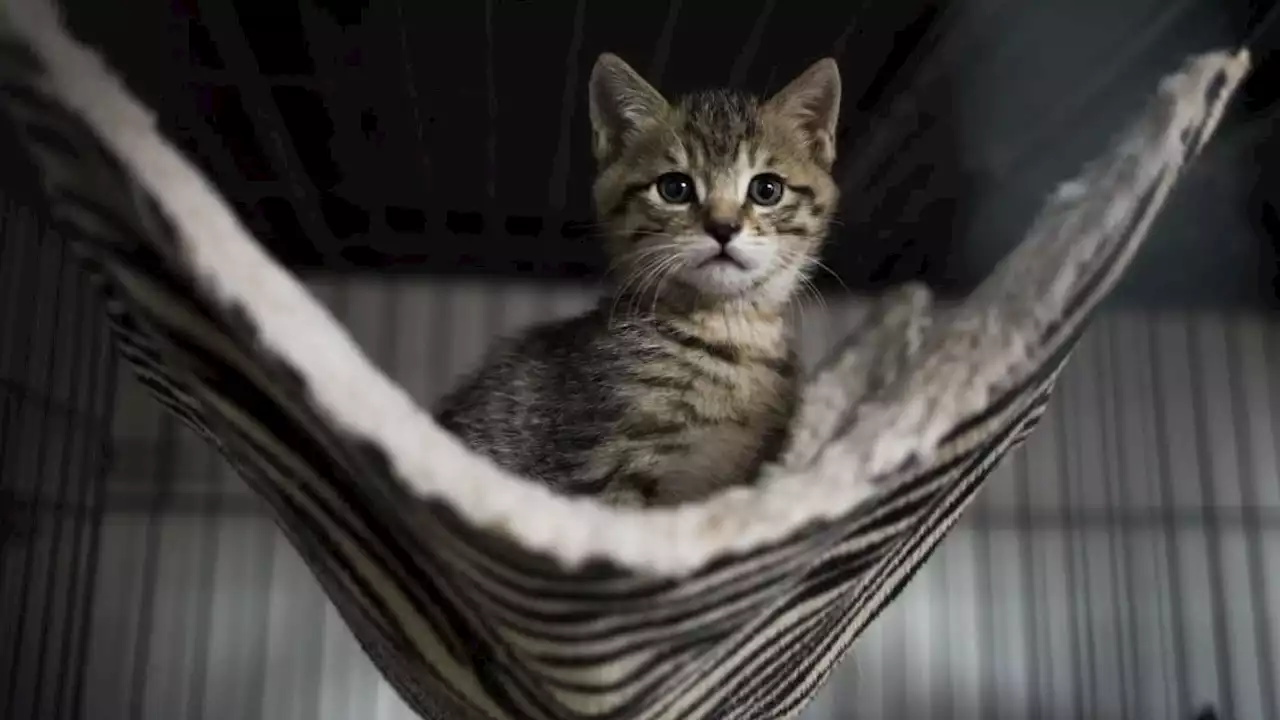 Eure: une association porte plainte contre deux adolescents pour avoir torturé et tué des chatons