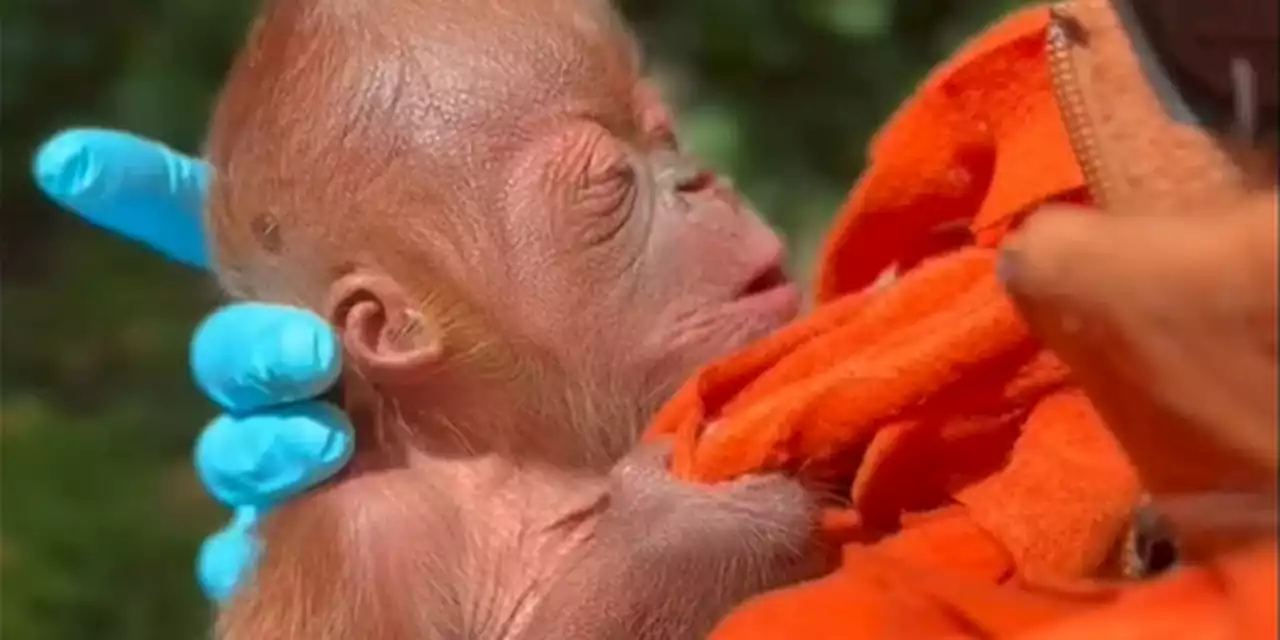 ‘Monumental success’: Critically endangered Sumatran orangutan born at zoo