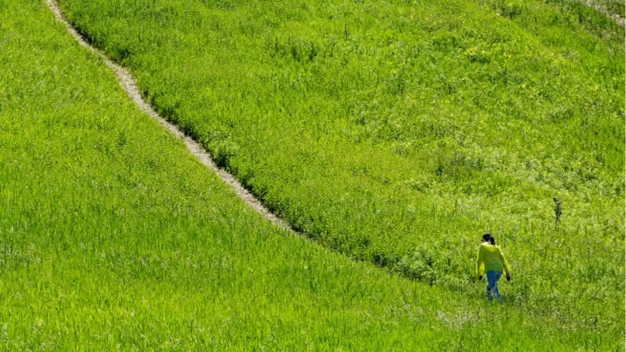 Ontario NDP accuse Doug Ford government of hiding from Greenbelt claims