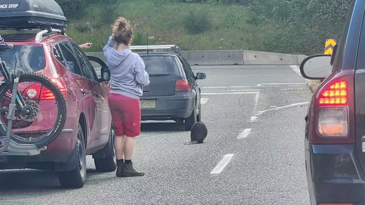 'Big healthy looking beaver' stalls traffic on Vancouver Island highway