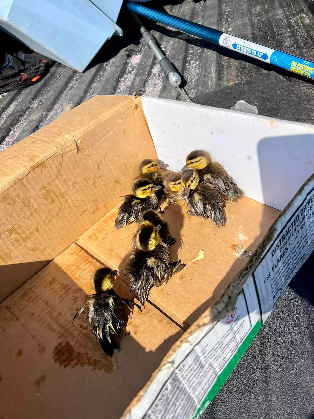 First responders in Vernon Hills, Gurnee reunite lost ducklings with mothers