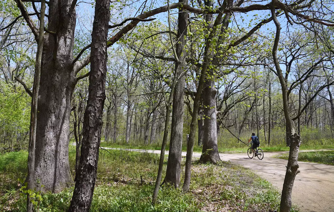 'Look and feel of those ancient forests': Lake County's St. Francis Woods joins national network