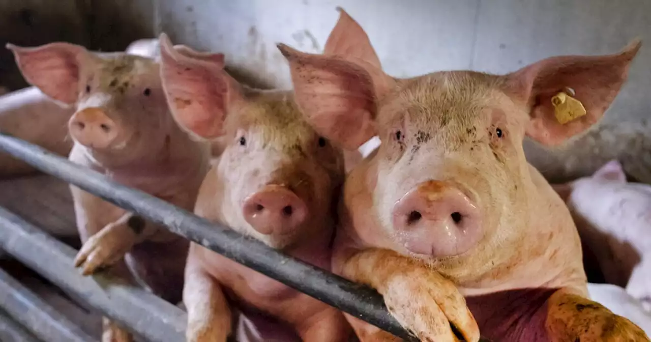 Supreme Court upholds California animal welfare law in pork producers challenge