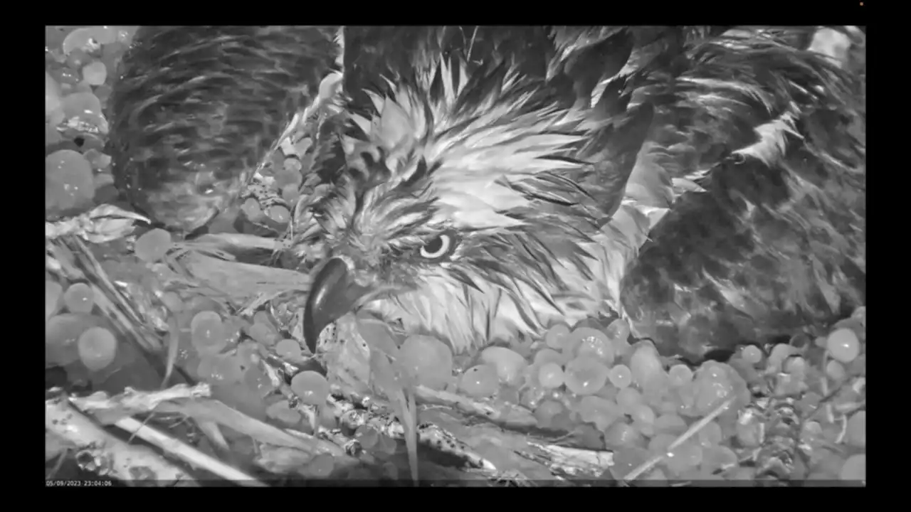 WATCH: Intrepid osprey in Longmont endures pelting by hail to protect her eggs