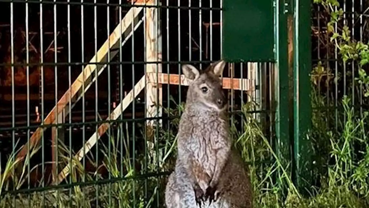 »Es ist tatsächlich ein Känguru in Erfurt unterwegs«: Ausgebüxter »Horst« sorgt für Polizeieinsatz