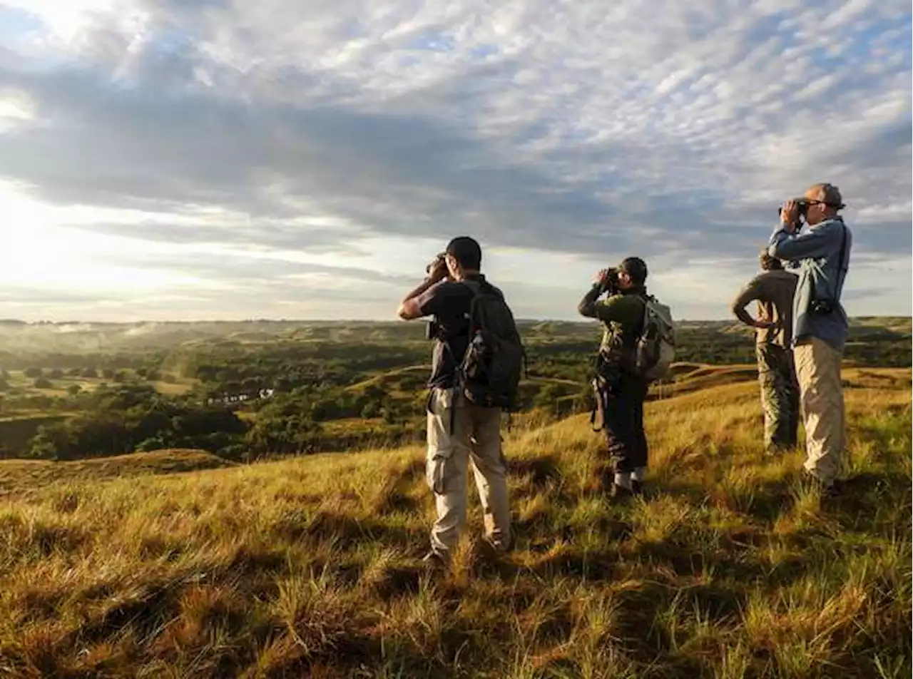 Global Big Day 2023: Colombia busca contar la mayor cantidad de aves