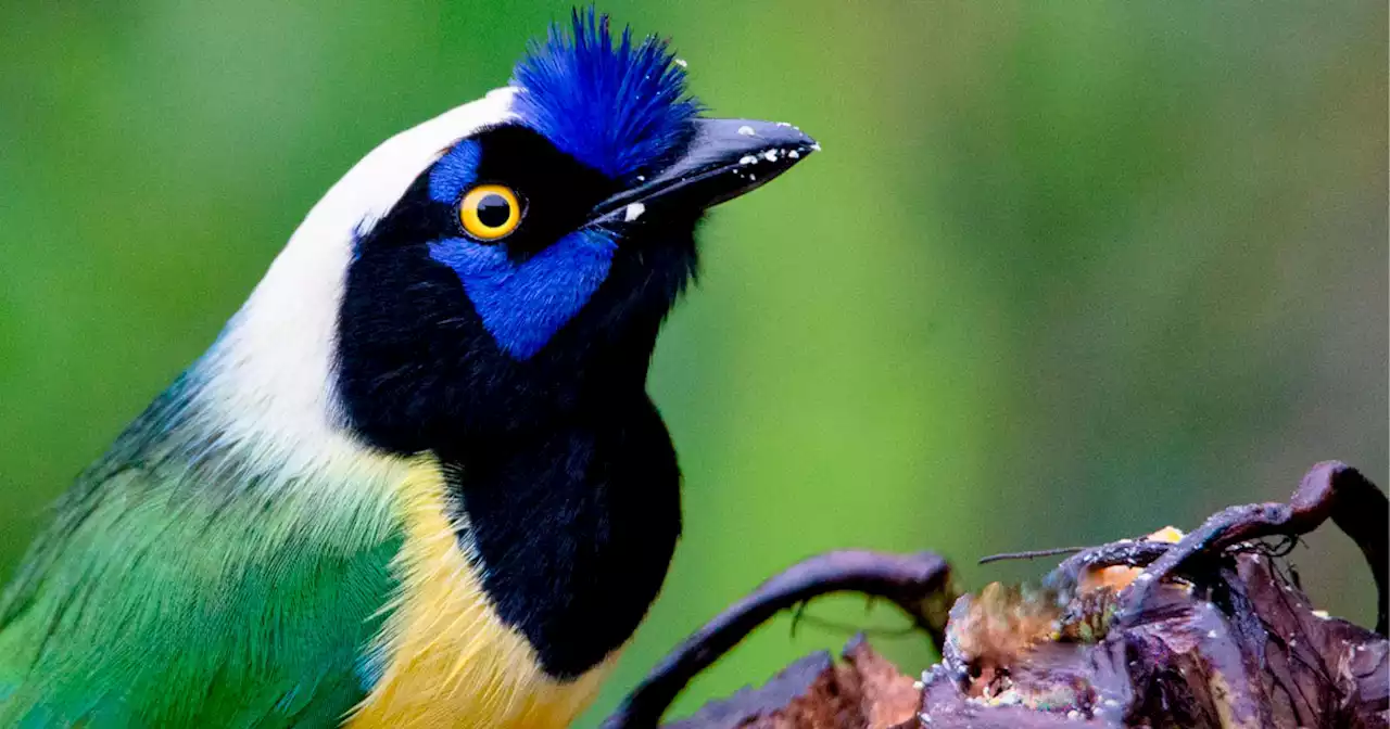 Colombia busca el primer lugar con más aves en el Global Big Day