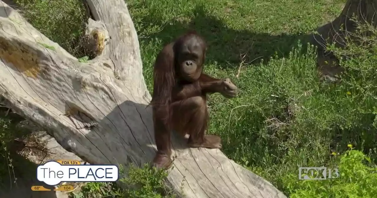 Utah's Hogle Zoo is doing something special for Mother's Day