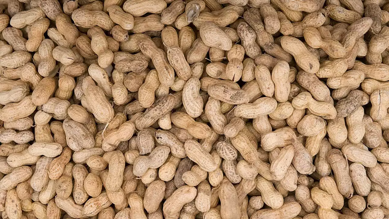 Study shows promising results with experimental skin patch to treat toddlers highly allergic to peanuts