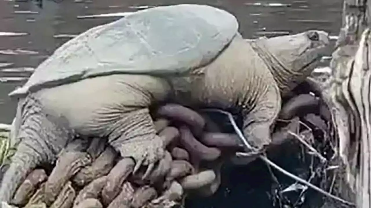 Snapping turtle dubbed ‘Chonkosaurus’ spotted in Chicago River