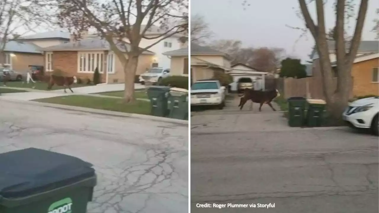 Cow that ran wild in Chicago suburb after senior prank 'went awry' gets new name through Facebook contest