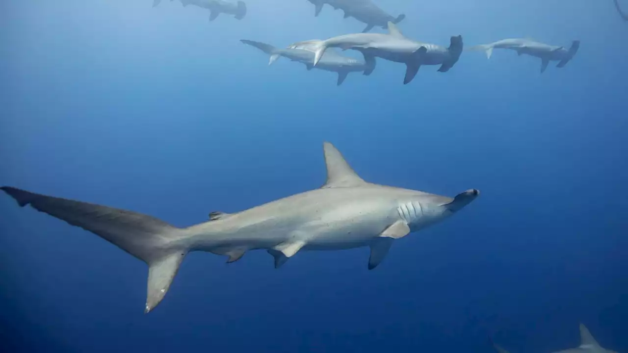 Hammerhead Sharks 'Hold Their Breath' When Deep Diving