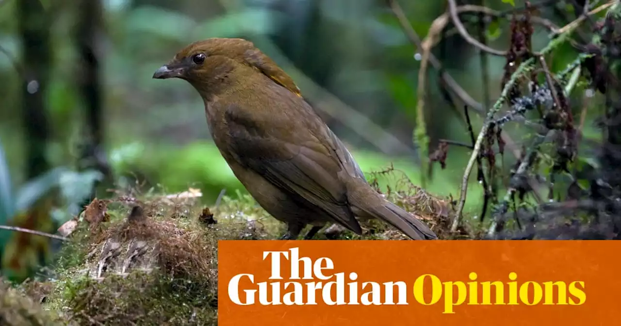 Classic first date stuff: what men could learn from bowerbirds and their courting efforts