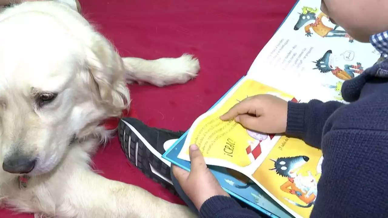 Klaus, el perro 'profesor' de Sheila y Diego: ayuda en la lectura y mejora su autoestima