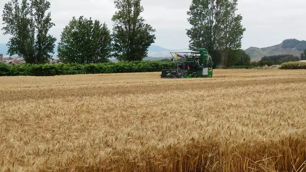 Plan de lucha contra la sequía: las nuevas ayudas del Gobierno a los agricultores