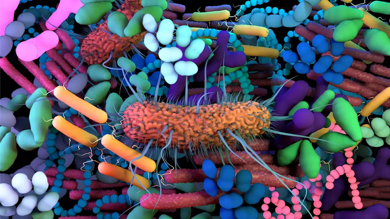 New capsule dives deep into your digestive system to study microorganisms