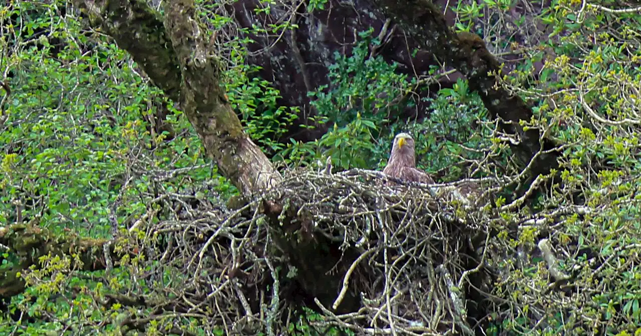 Hope white tailed eagle chicks will be 'soaring in Killarney skies this summer'