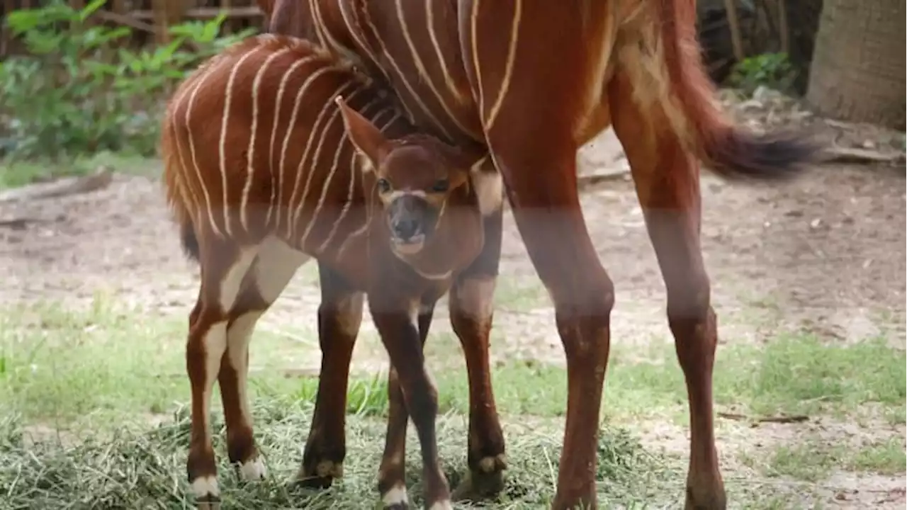 Houston Zoo celebrating Mother’s Day with baby boom: Meet Marvin and Cadbury😍💛