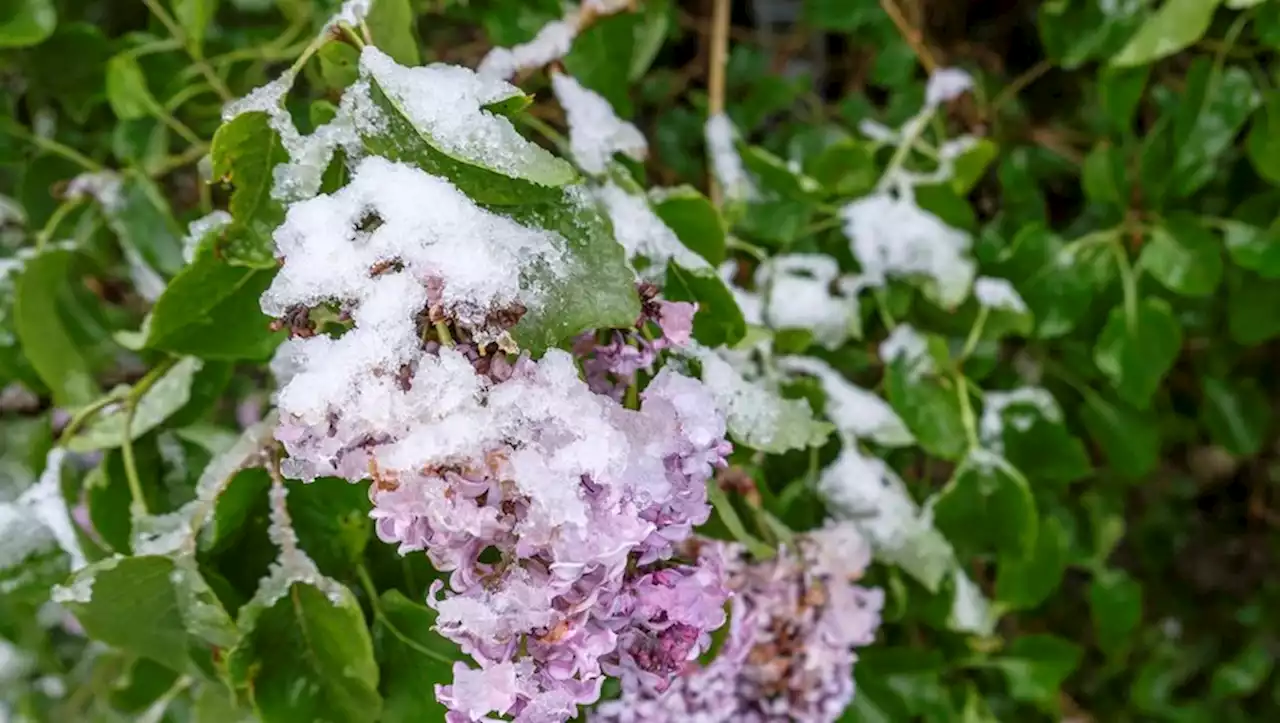 Jardinage : pourquoi dit-on qu'il faut attendre les 'Saints de glace' pour planter et éviter le gel ?