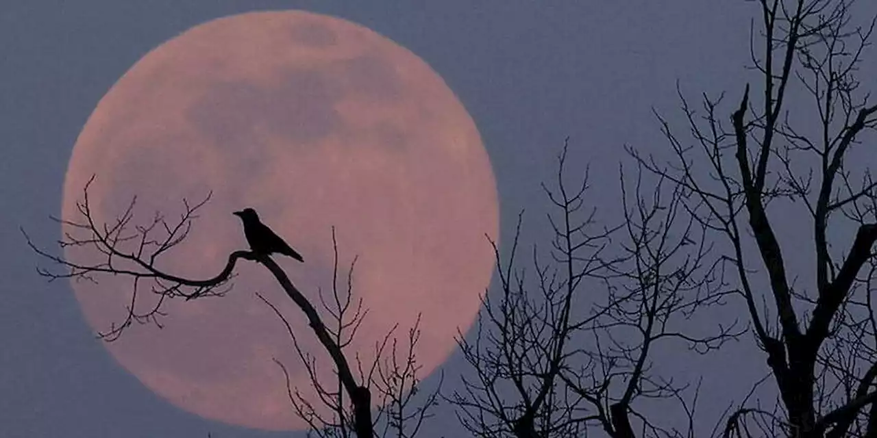 Comme la Terre, la Lune a une graine solide en son cœur