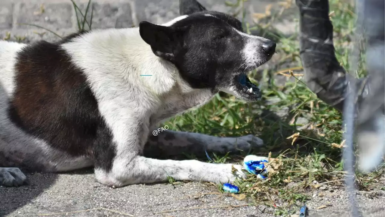 Viral Balita di NTT Meninggal Terinfeksi Rabies, Ketahui Pertolongan Pertama Usai Digigit Anjing