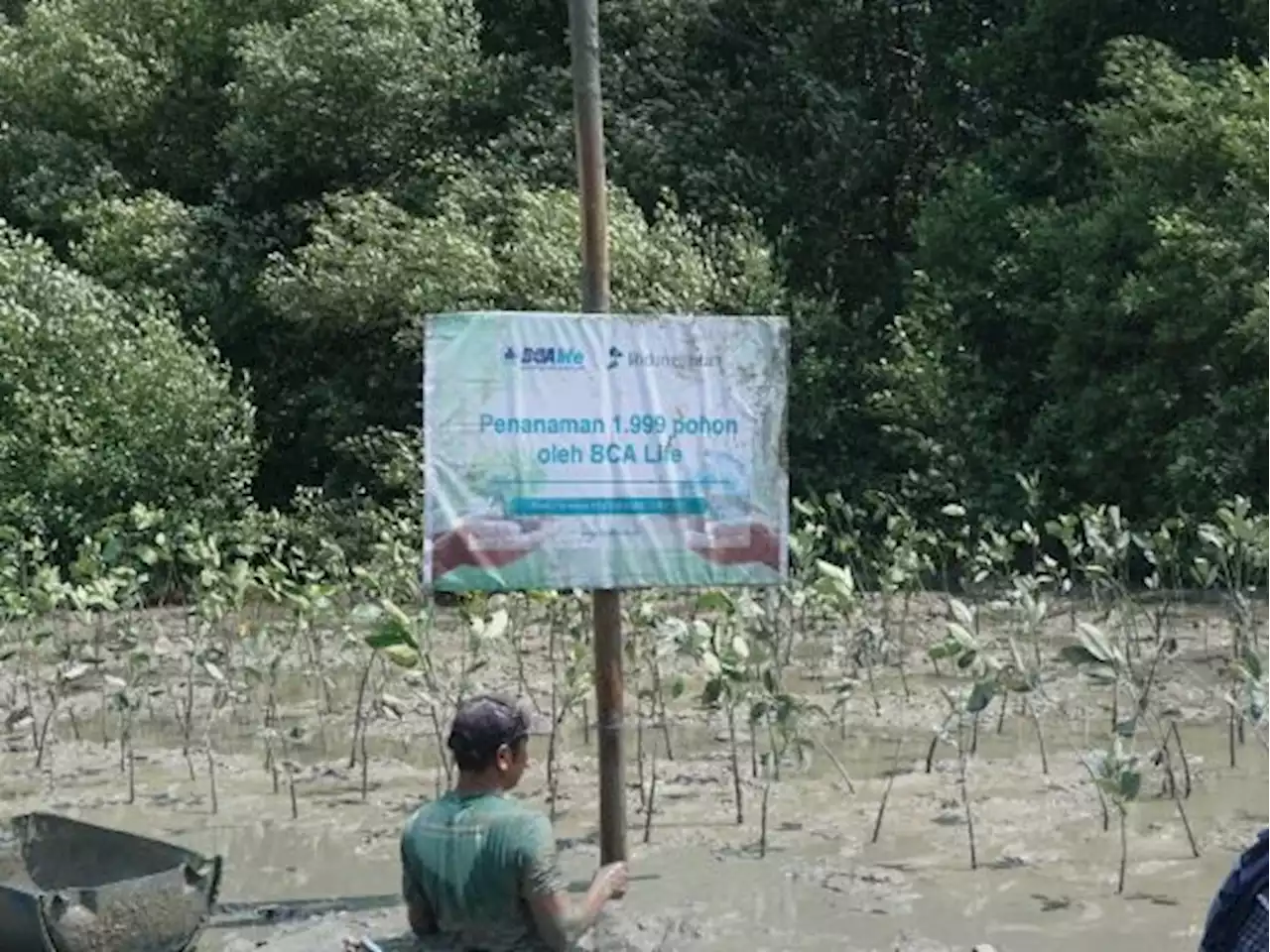 Yayasan Lindungi Hutan dan BCA Life Tanam Mangrove di Semarang