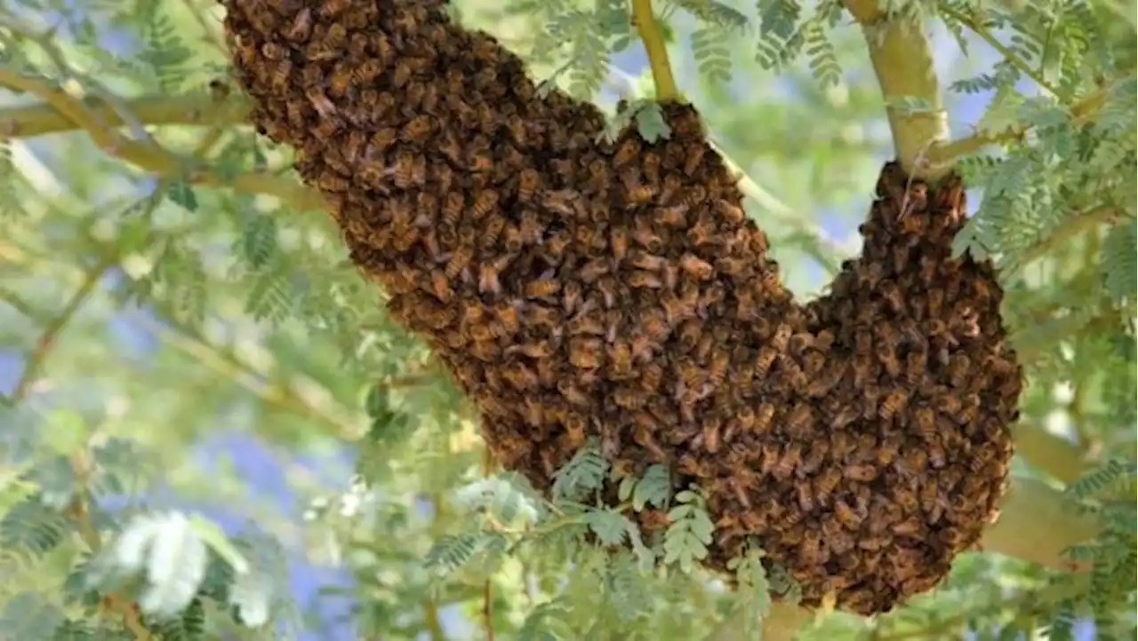 Bees kill six passengers after road crash