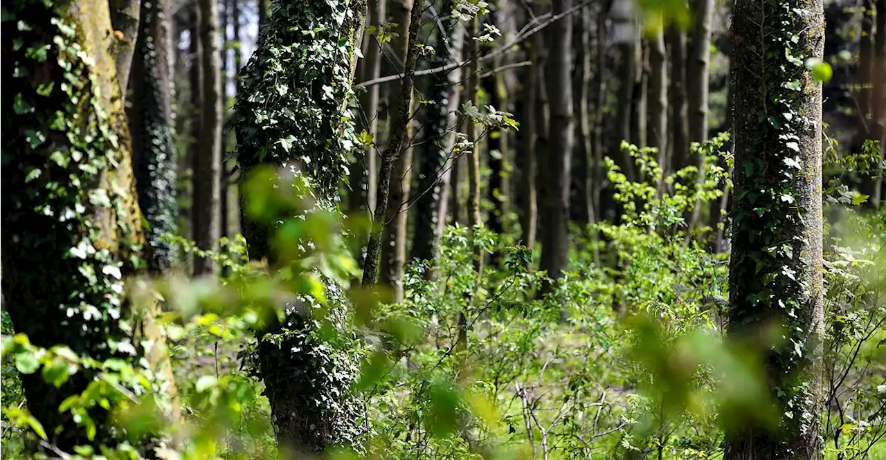 Streit um die Wälder: Sieben Staaten warnen vor EU-Plänen