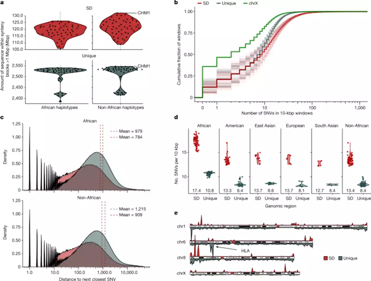 Increased mutation and gene conversion within human segmental duplications - Nature