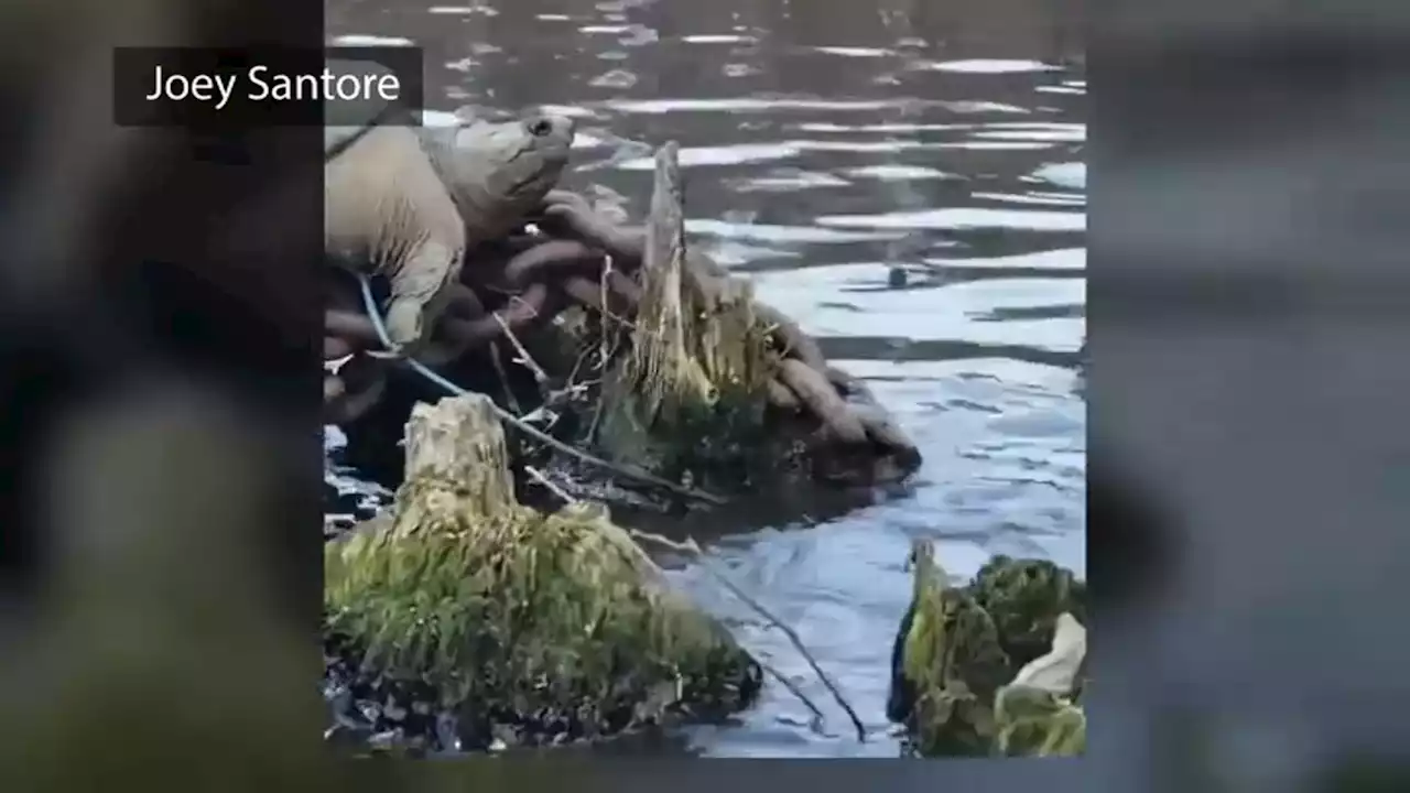 Kayakers Spot Giant Snapping Turtle in Chicago River, Film Encounter in Hilarious Video